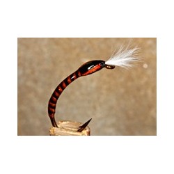 Buzzerquillorange