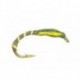 Epoxy Buzzer Olive (Yellow Cheeks)
