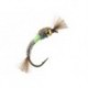 Hatching Buzzer Bicolor