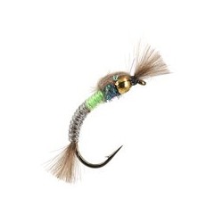 Hatching Buzzer Bicolor