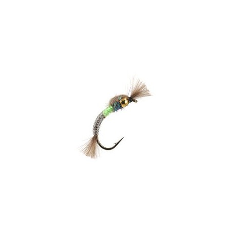 Hatching Buzzer Bicolor