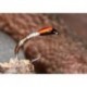 Peccary Bristle Buzzer