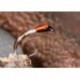 Peccarybristlebuzzer