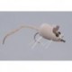 Here Kitty Kitty Mouse Rtl