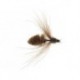 Brown CDC Bee