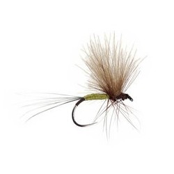 Bwo