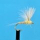 CDC Biot Compara Dun Light Cahill