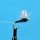 CDC Biot Compara Dun Trico Male