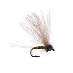 CDC Biot Comparadun Golden Olive