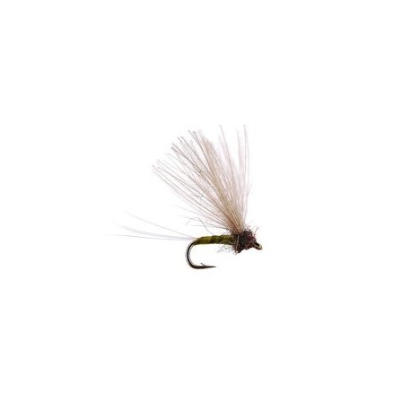 CDC Biot Comparadun Golden Olive