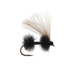 CDC Black Ant
