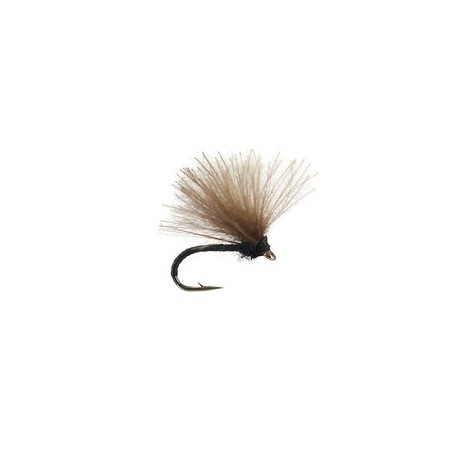 CDC Black Dream