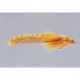 Orange Joom Deep Diver