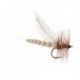CDC Foam Ecdyo