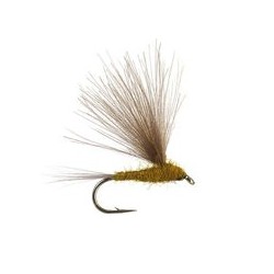 CDC Light Olive