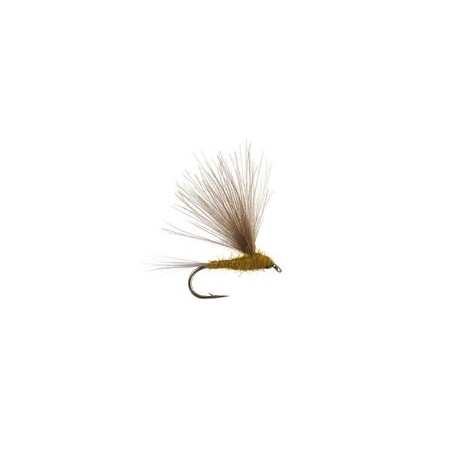 CDC Light Olive
