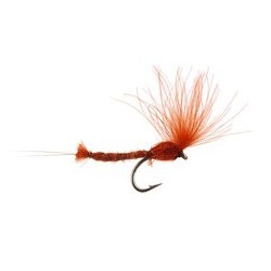 CDC Long Extended Body Rusty Ecdyo