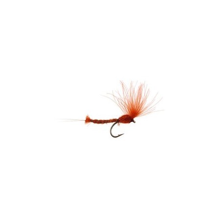 CDC Long Extended Body Rusty Ecdyo