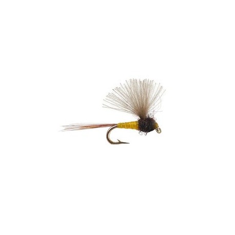 CDC Mini Biot Comparadun Female
