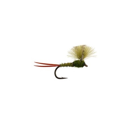 CDC Olive Baetis