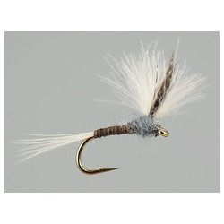CDC Quill Gordon