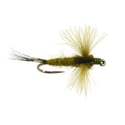 CDC Spent Olive
