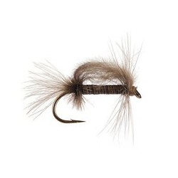 CDC Stillborn Tan