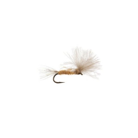 CDC Transition Dun Tan