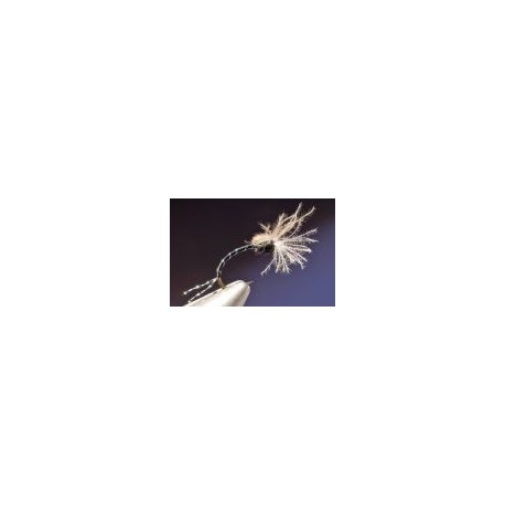 Crawling CDC Midge Pupa