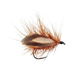 Ryacophila