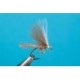 The M Fly