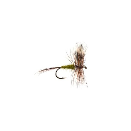 Adams Olive