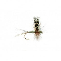Adams Thorax