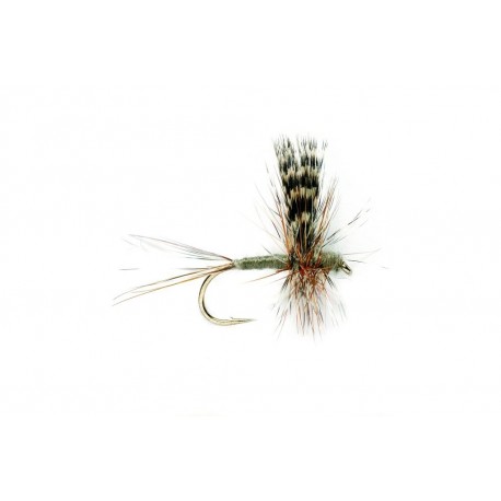 Adams Thorax