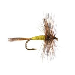 Adams Yellow