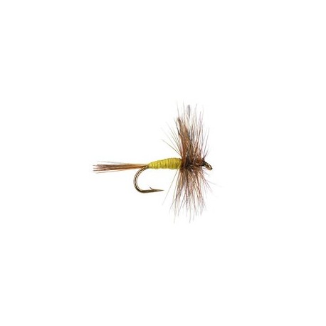 Adams Yellow