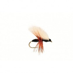 Ant Black CDC