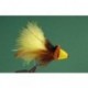 Bubble Bee Diving Bug