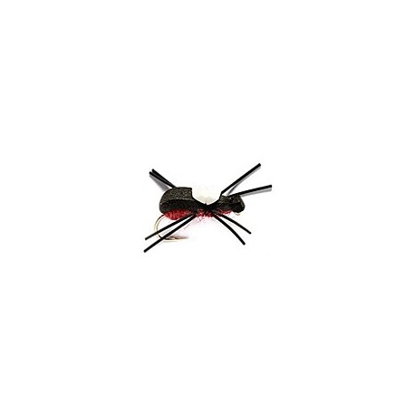 Bank Beetle