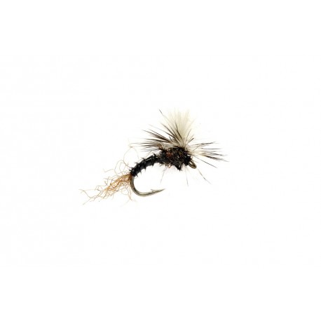 Bill's Black Flying Ant