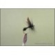Black Ant George