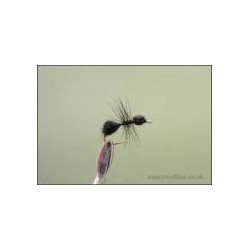 Black Ant Traditional
