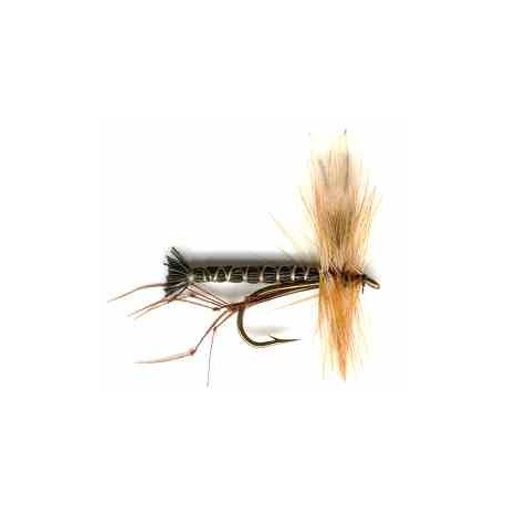 Black Daddy Long Legs