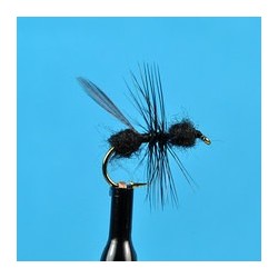 Black Flying Ant
