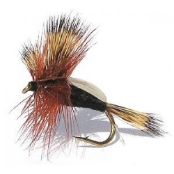 Black Humpy
