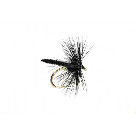 Black Palamino