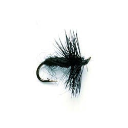 Black Spider