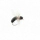 Black Toast Ant