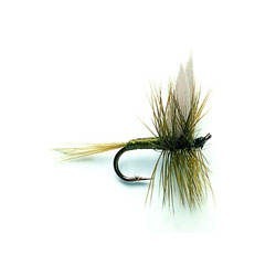 Blue Winged Olive