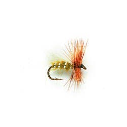 Bob S Bits Olive